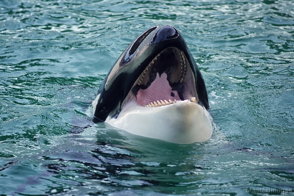 killer whale floatie